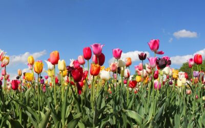 MD Express Tag & Title Celebrates the Month of May