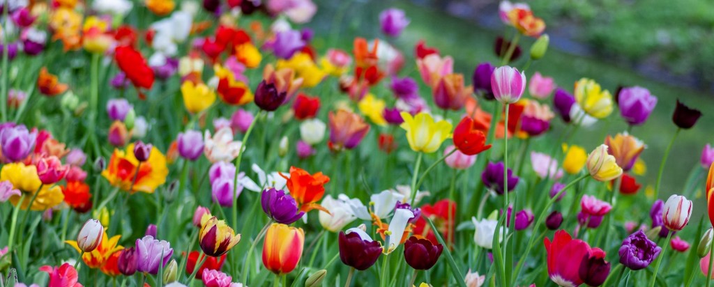 Spring flowers